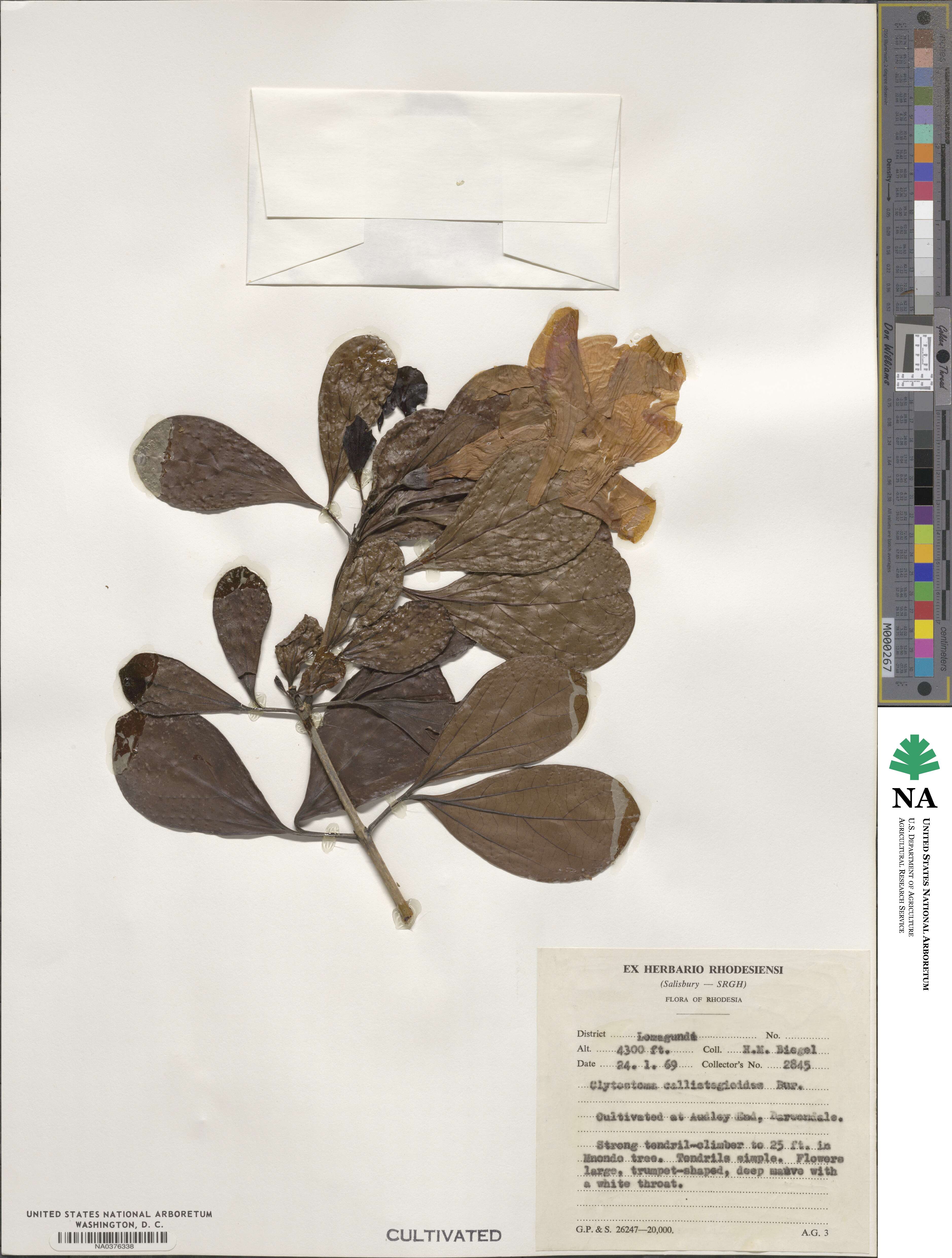 Bignonia callistegioides image