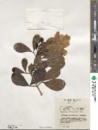 Bignonia callistegioides image