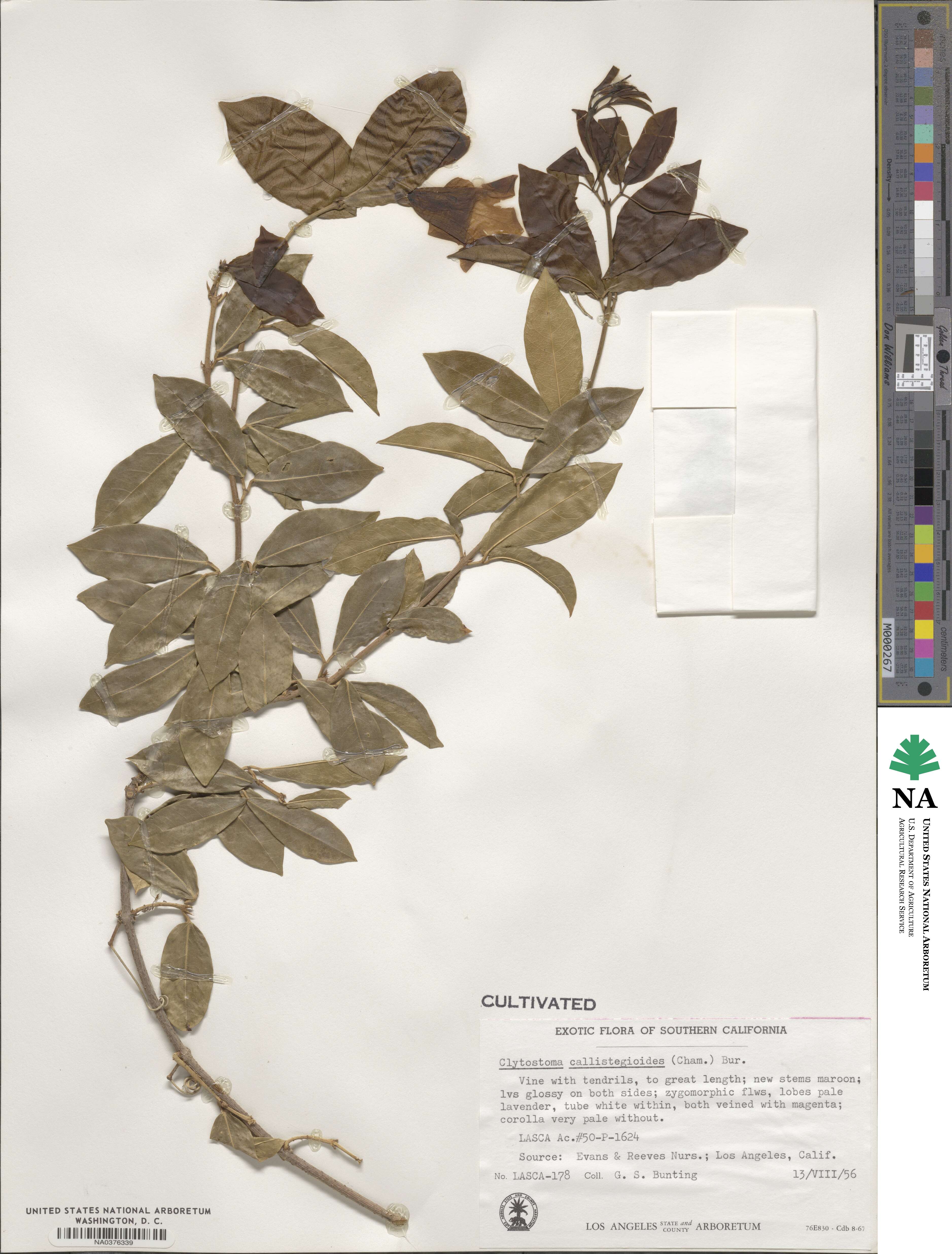 Bignonia callistegioides image