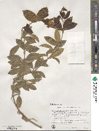 Bignonia callistegioides image