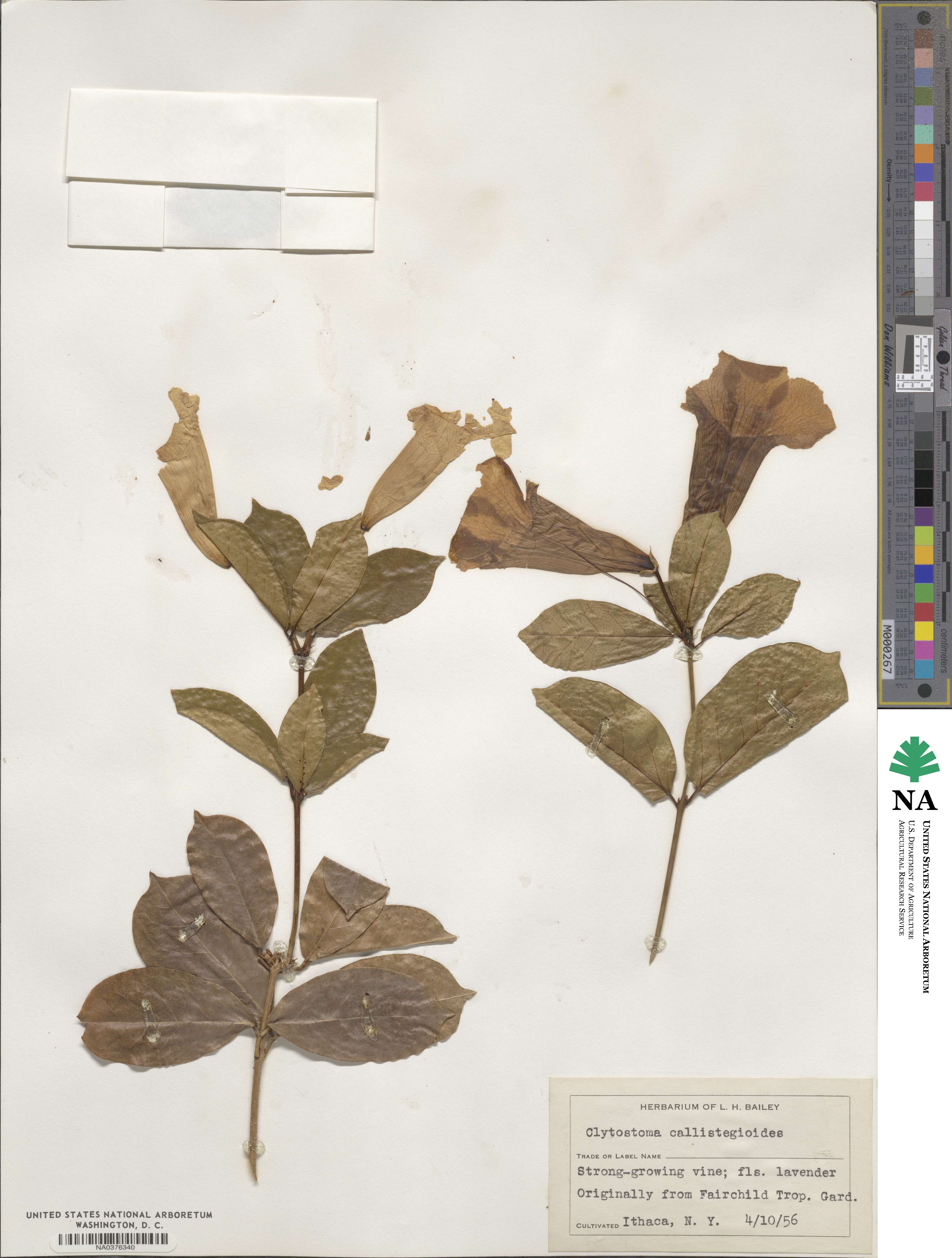 Bignonia callistegioides image