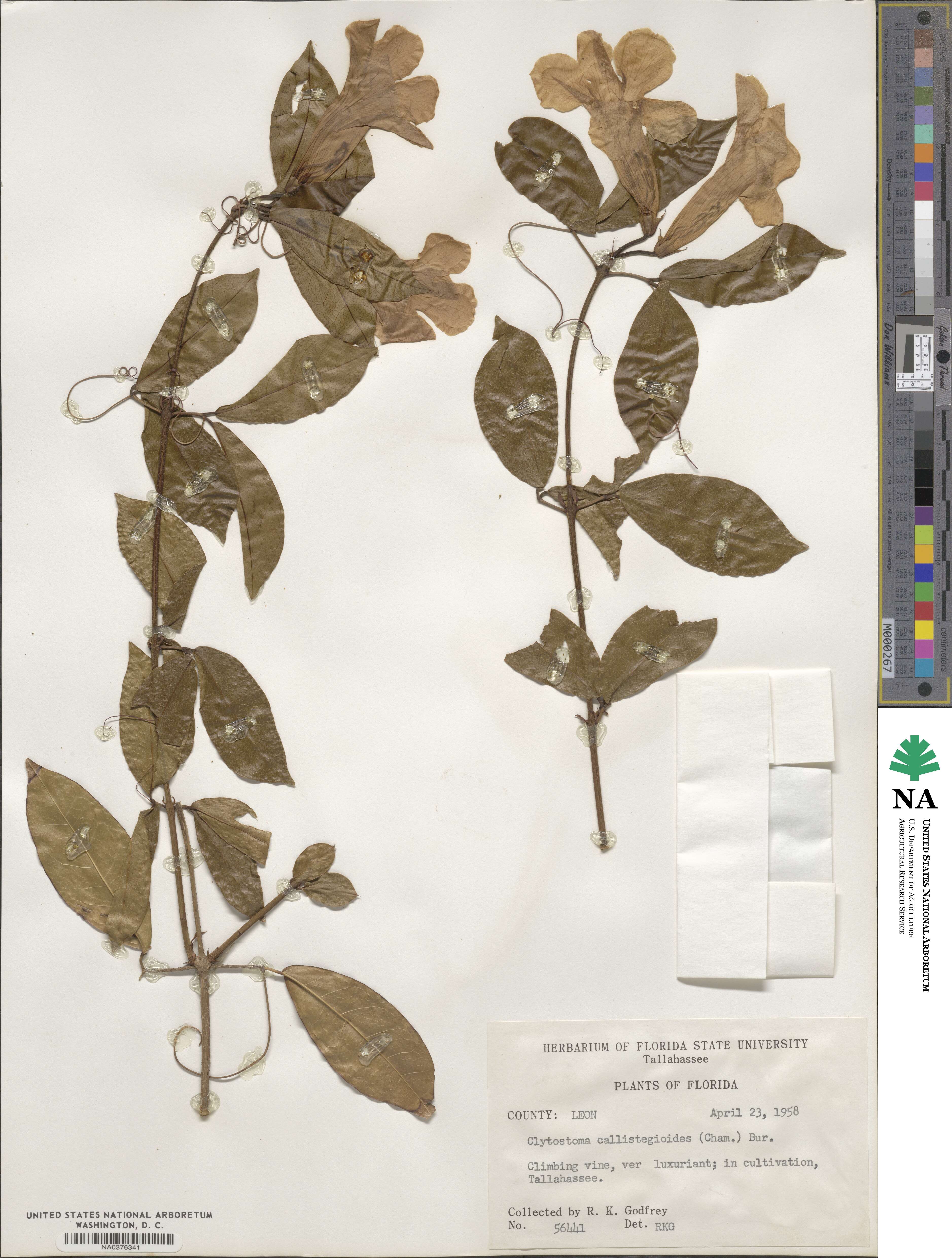 Bignonia callistegioides image