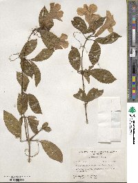 Bignonia callistegioides image