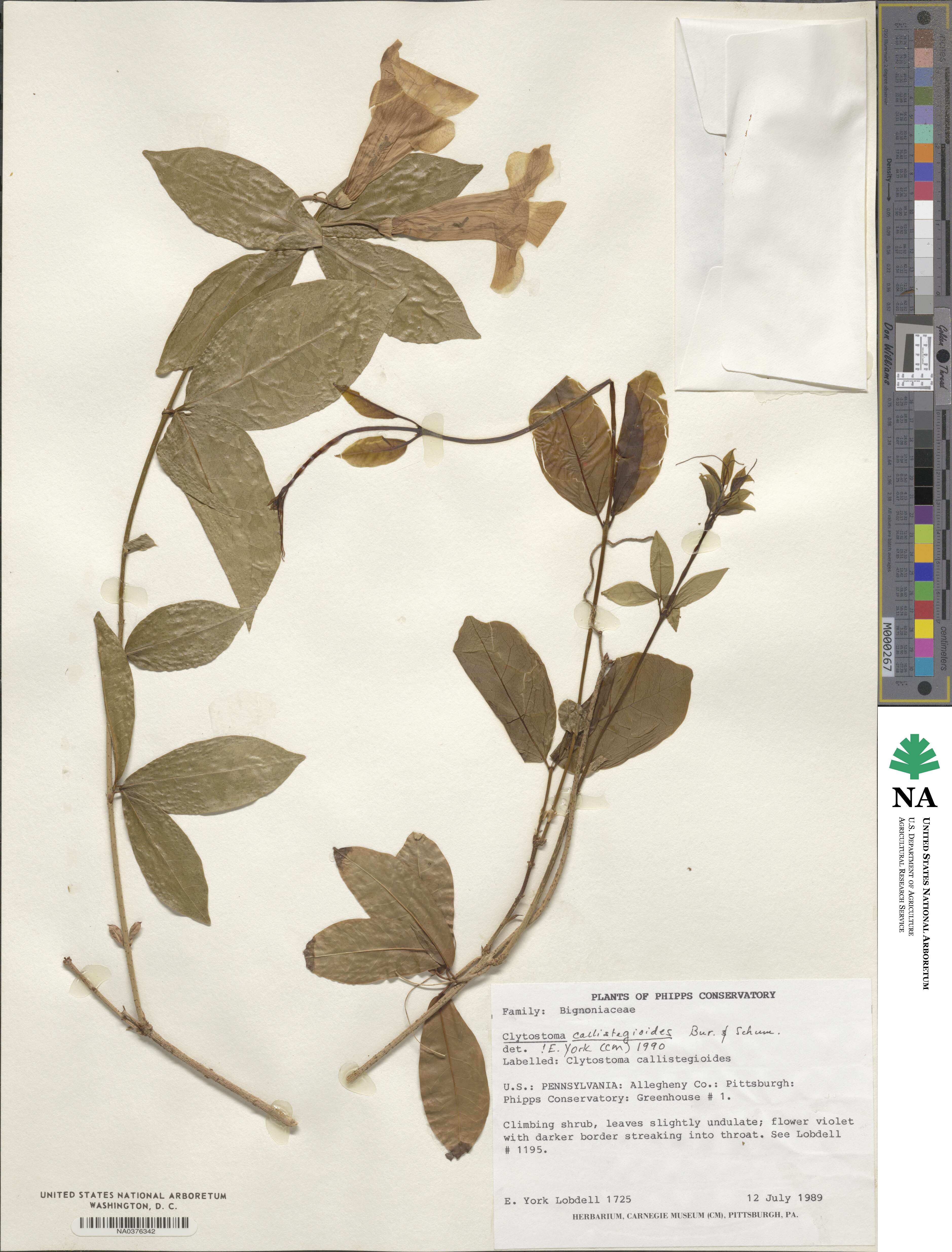 Bignonia callistegioides image