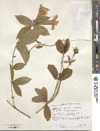 Bignonia callistegioides image