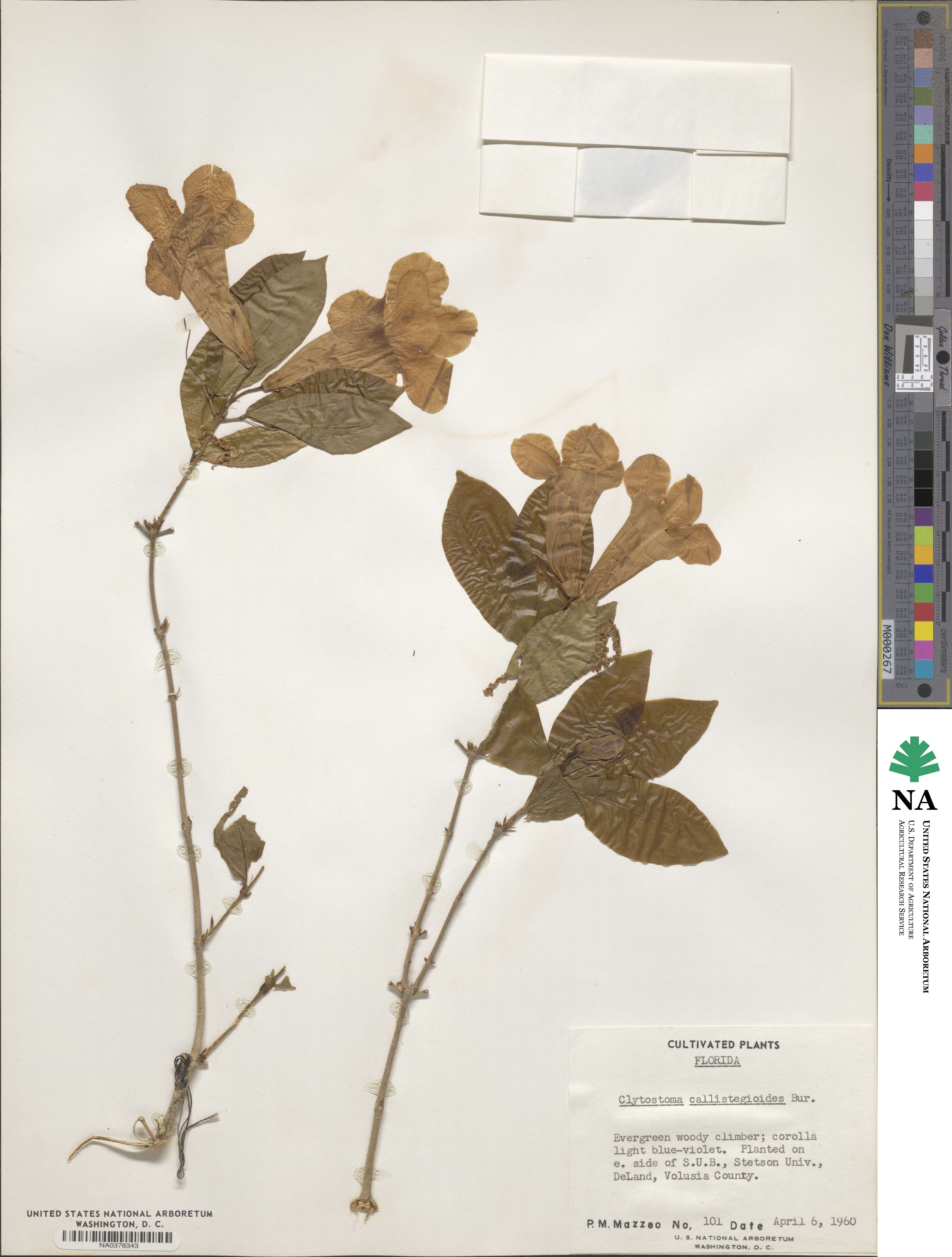 Bignonia callistegioides image