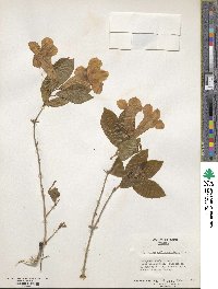 Bignonia callistegioides image