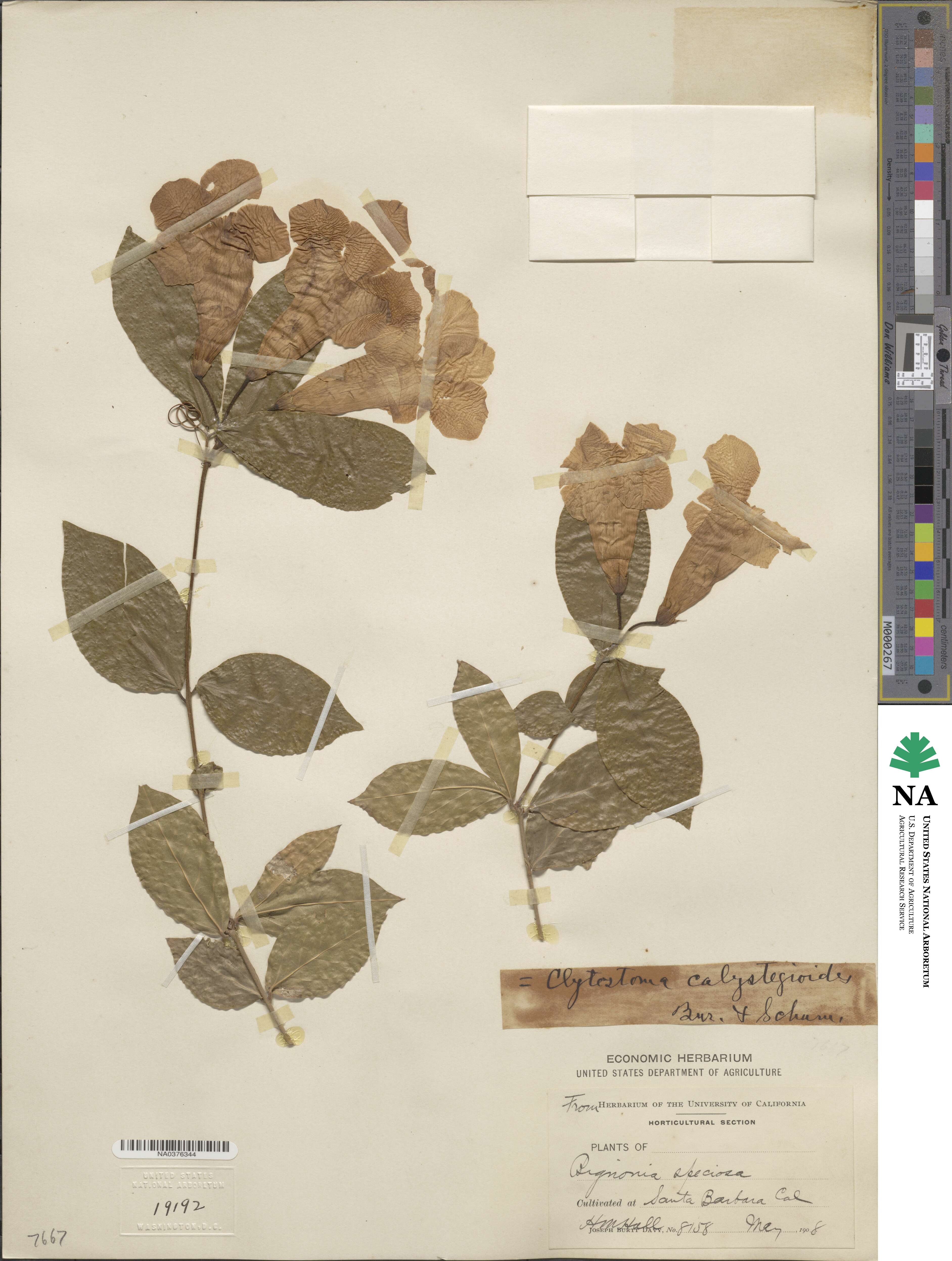 Bignonia callistegioides image