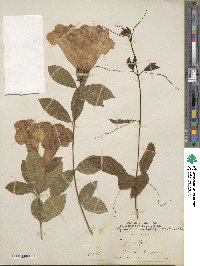 Bignonia callistegioides image