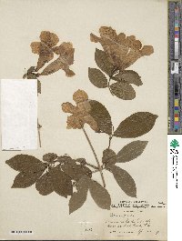 Bignonia callistegioides image