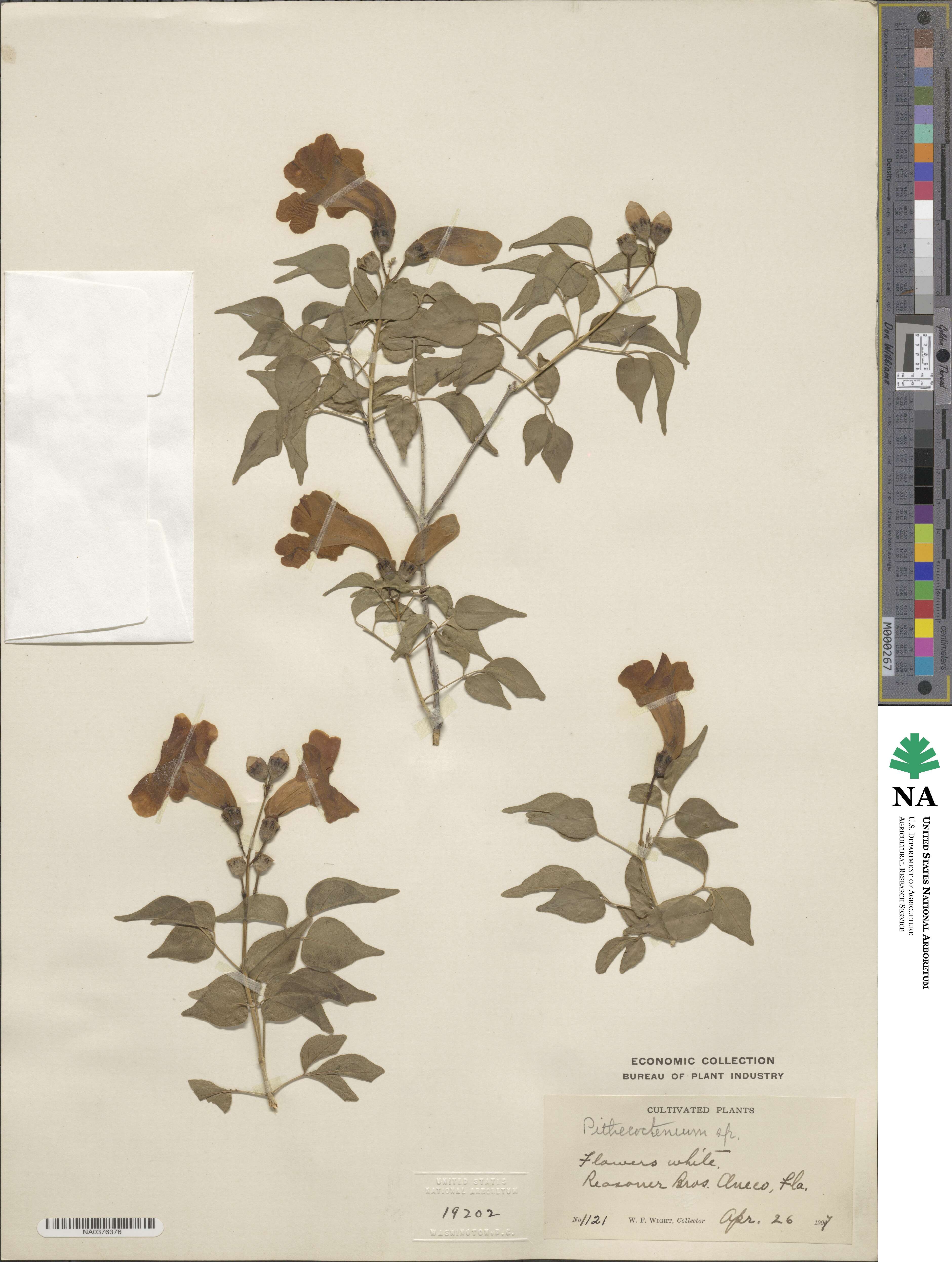 Pithecoctenium image