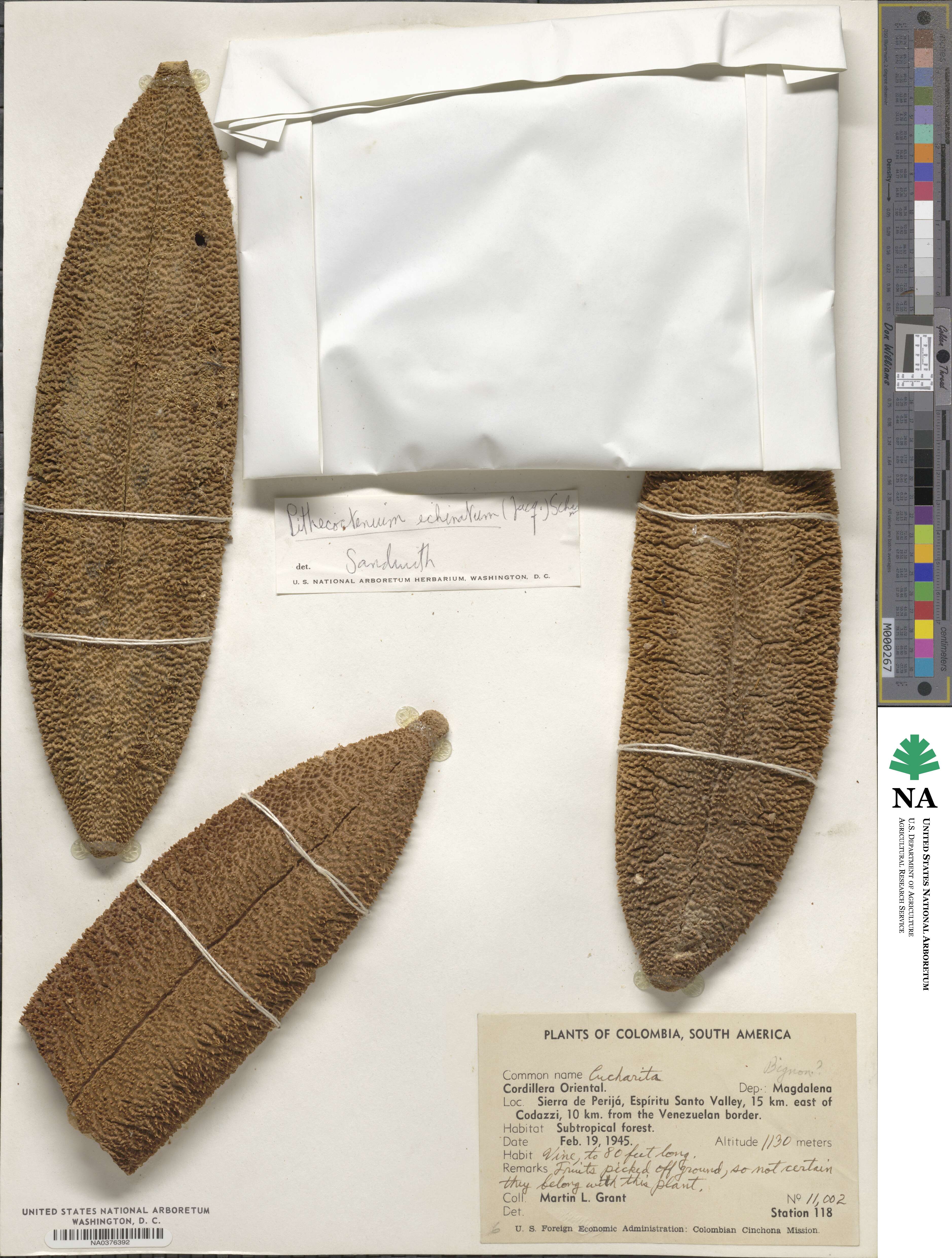 Amphilophium crucigerum image