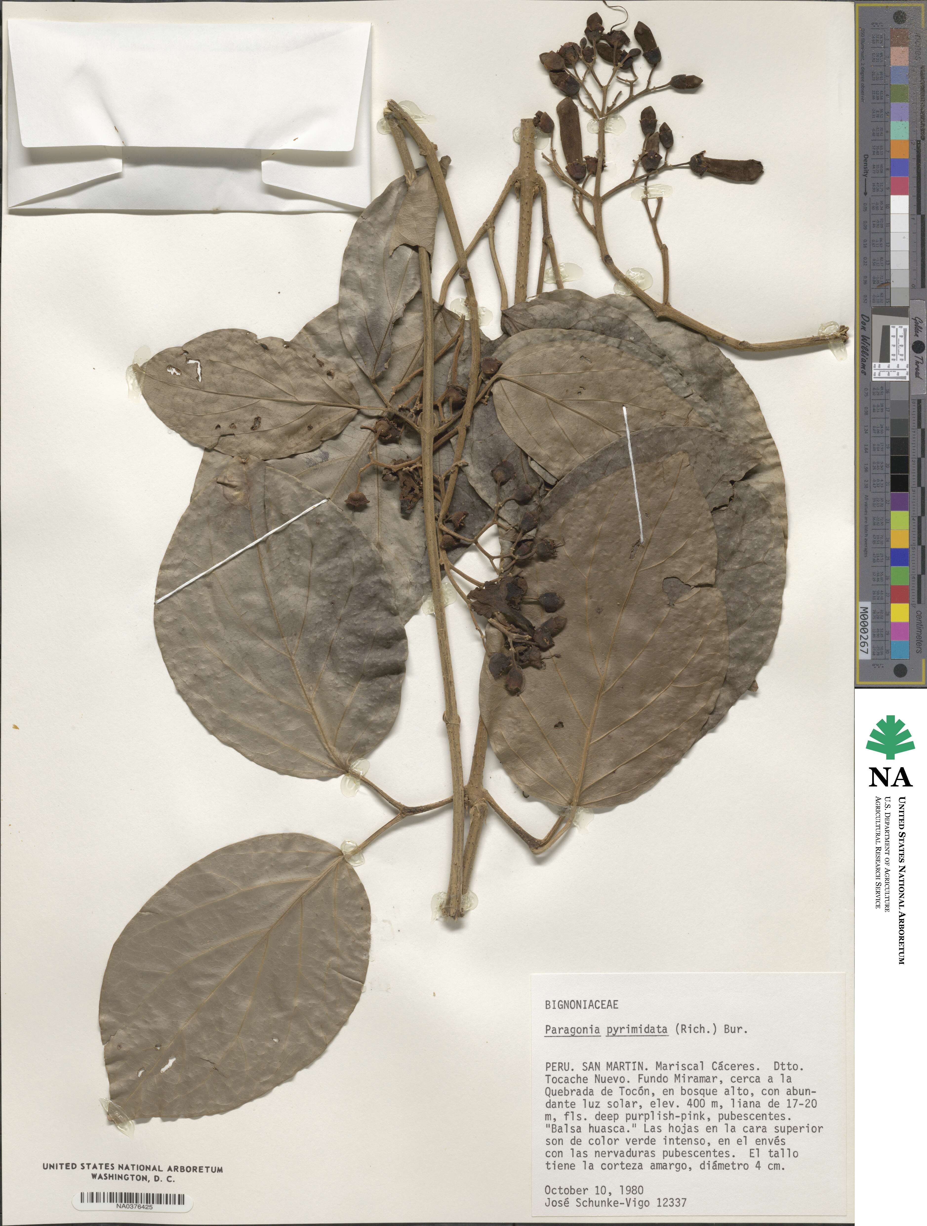 Tanaecium pyramidatum image