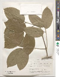 Tanaecium crucigerum image