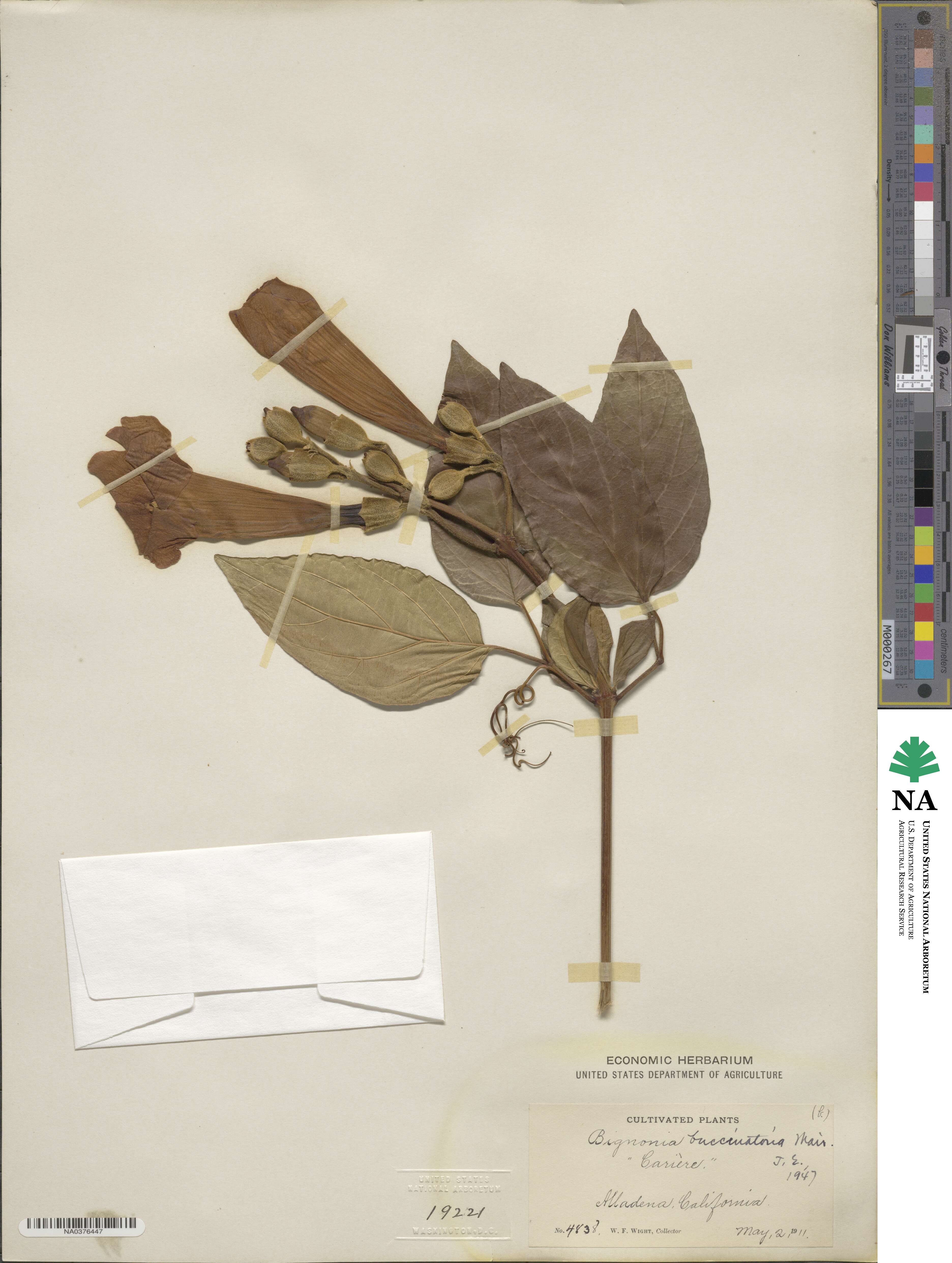 Amphilophium buccinatorium image