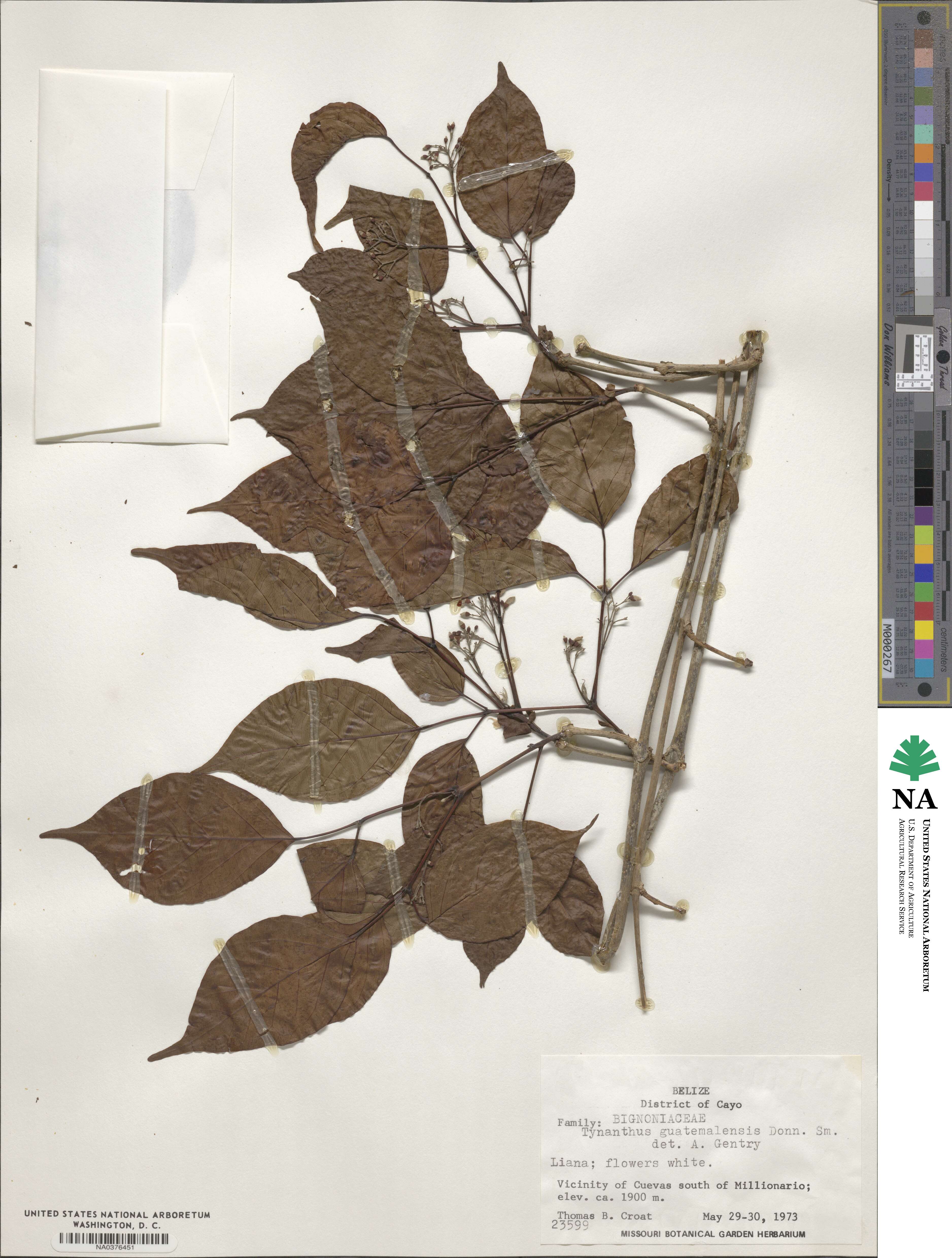 Tynanthus guatemalensis image