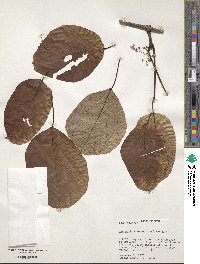 Image of Tynanthus schumannianus