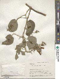 Amphilophium paniculatum image