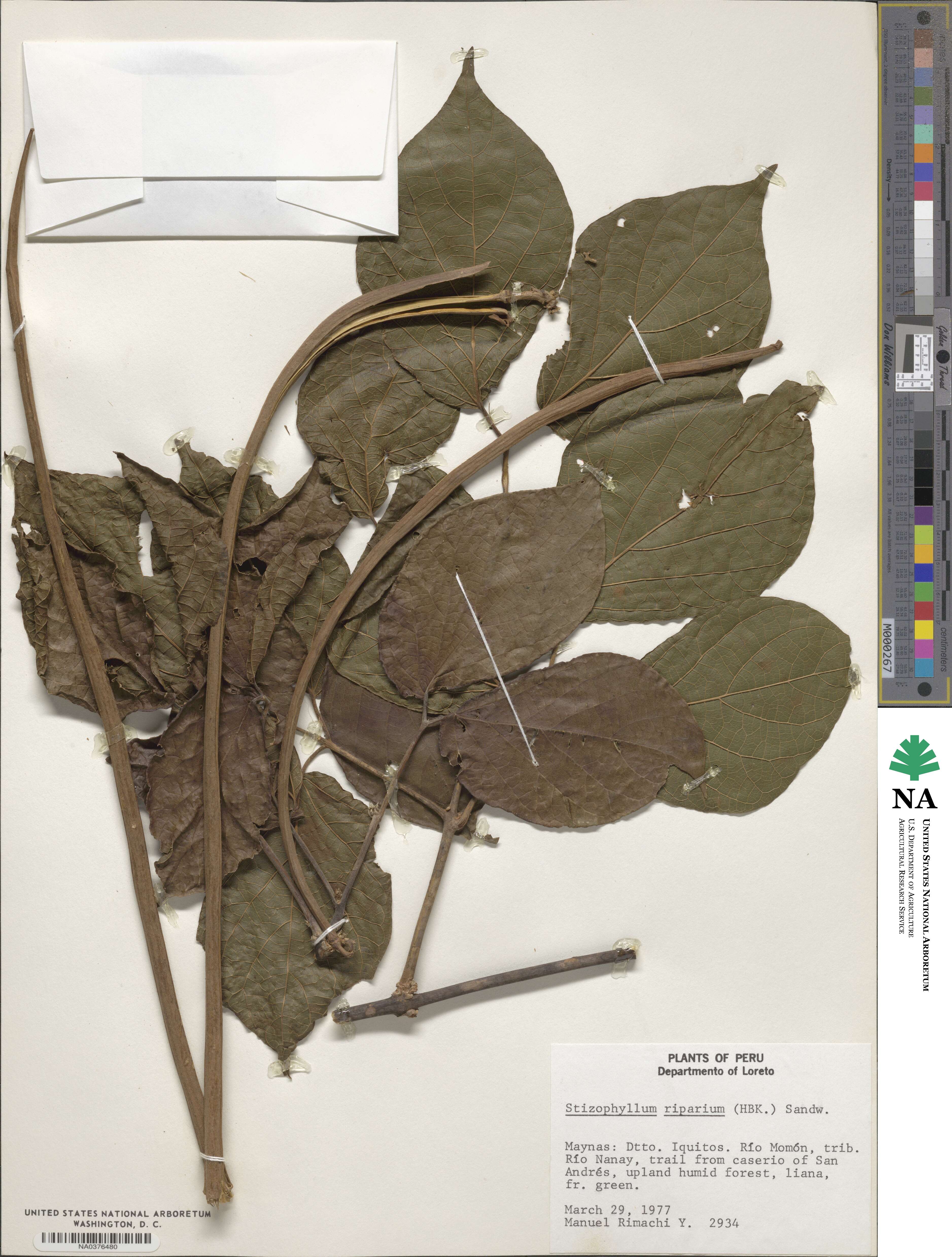 Stizophyllum riparium image
