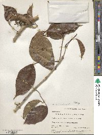 Callichlamys latifolia image