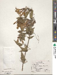 Pyrostegia venusta image