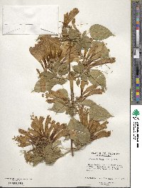 Pyrostegia venusta image