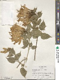 Pyrostegia venusta image