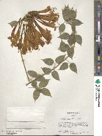 Pyrostegia venusta image