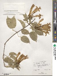 Pyrostegia venusta image