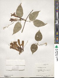 Pyrostegia venusta image