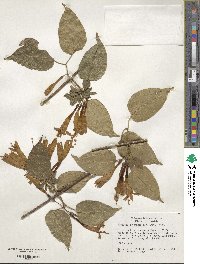 Pyrostegia venusta image