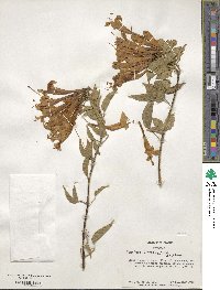 Pyrostegia venusta image