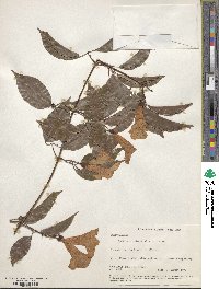 Bignonia aequinoctialis image