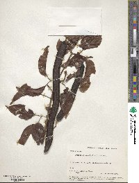 Bignonia aequinoctialis image