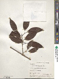 Bignonia aequinoctialis image