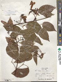 Bignonia aequinoctialis image