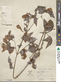 Bignonia aequinoctialis image