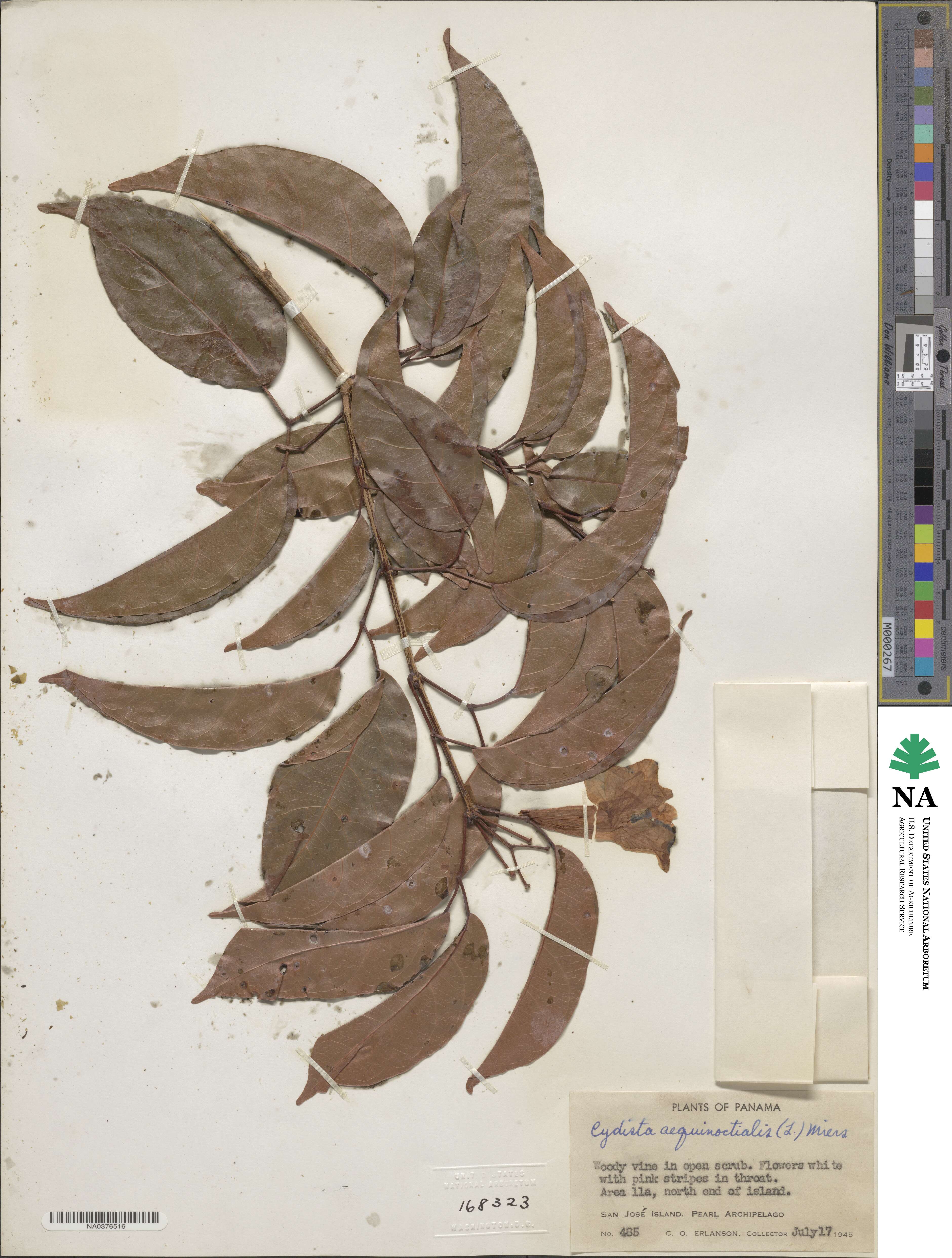Bignonia aequinoctialis image