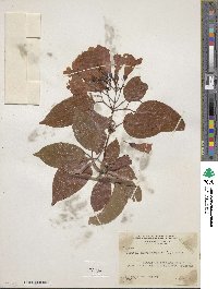 Bignonia aequinoctialis image