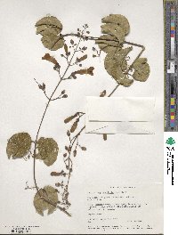 Bignonia aequinoctialis image