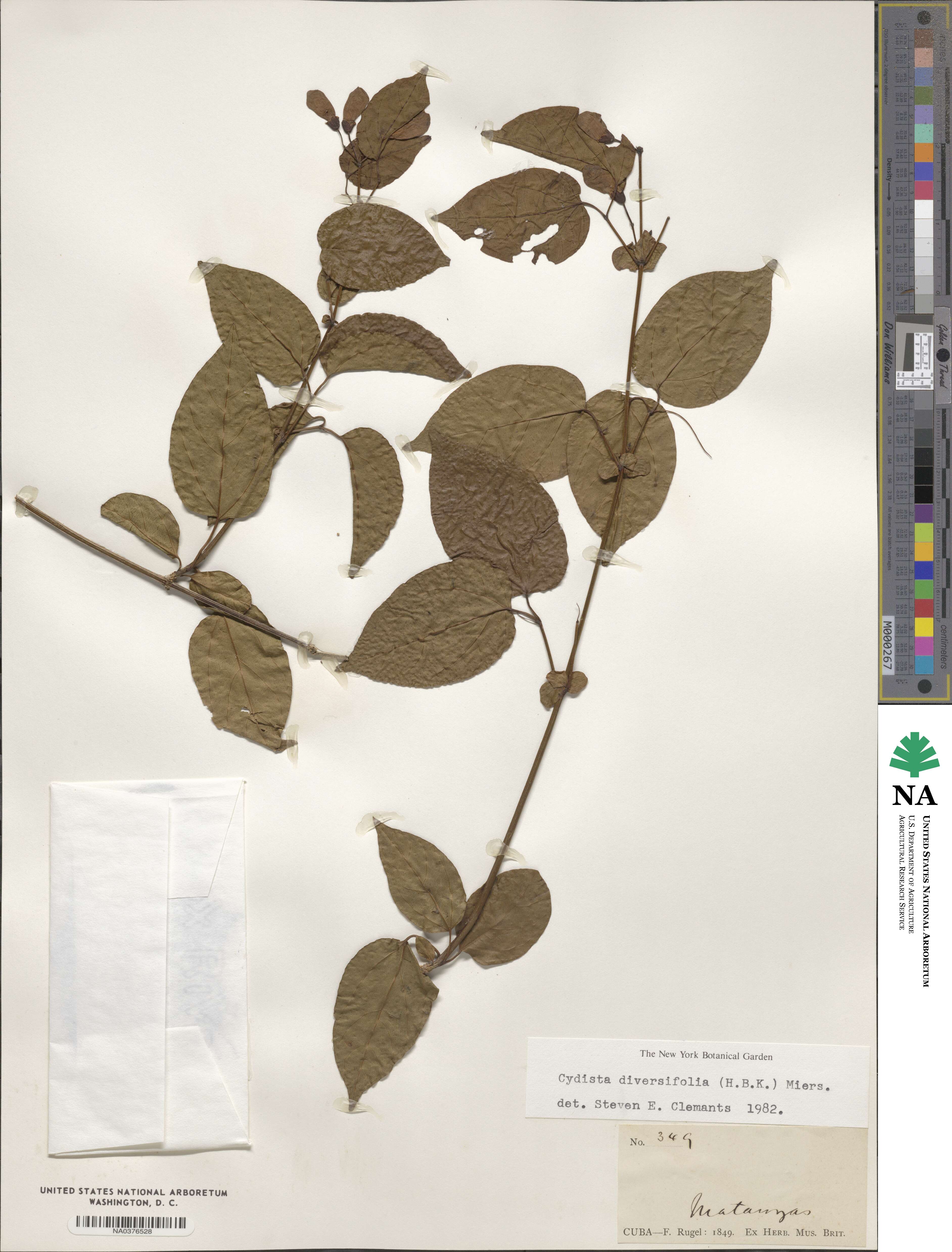 Bignonia diversifolia image