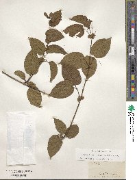 Bignonia diversifolia image