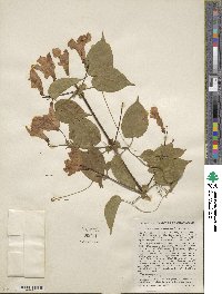 Bignonia diversifolia image