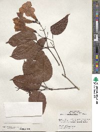 Bignonia aequinoctialis image