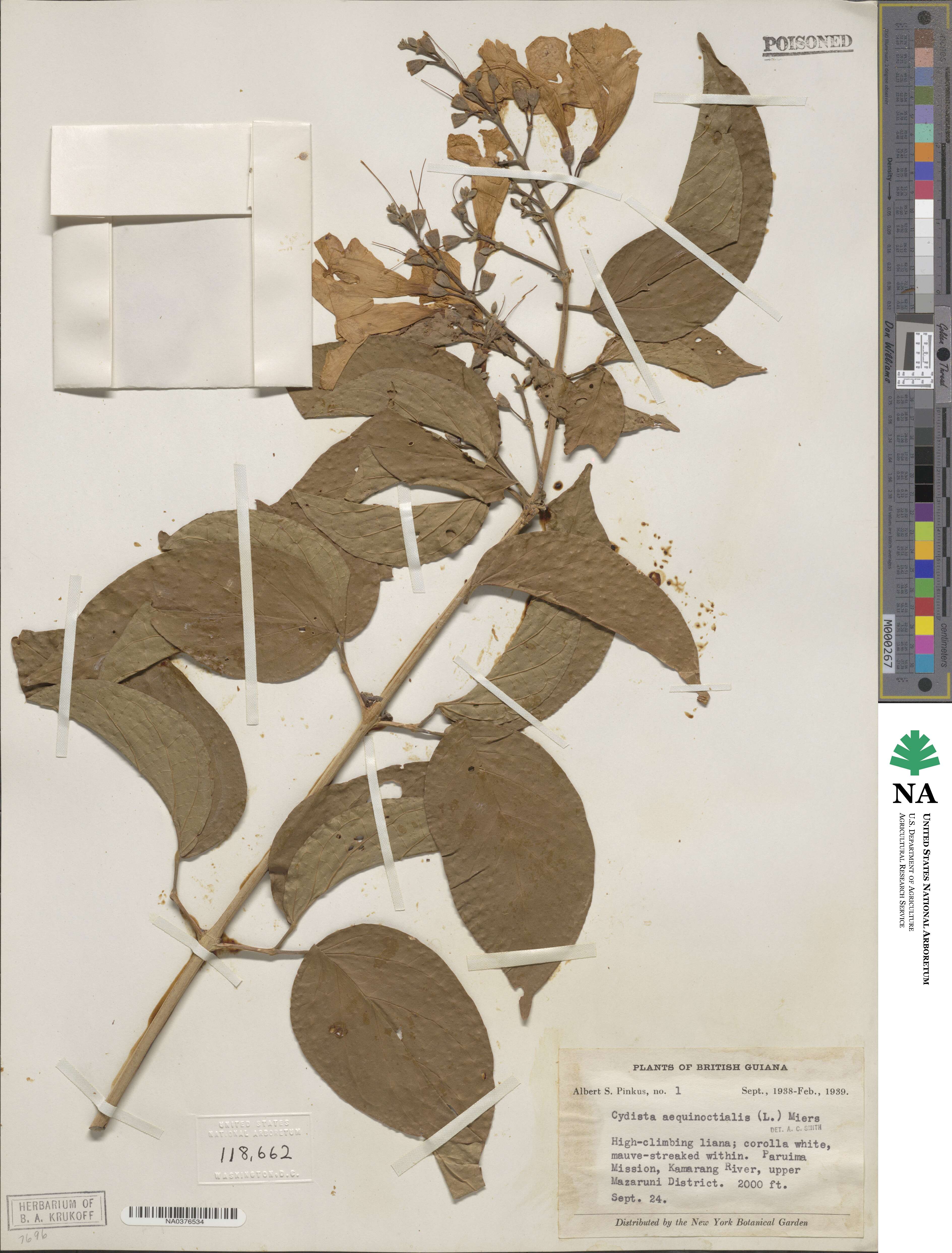 Bignonia aequinoctialis image