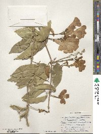 Bignonia aequinoctialis image