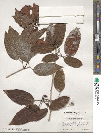 Bignonia aequinoctialis image