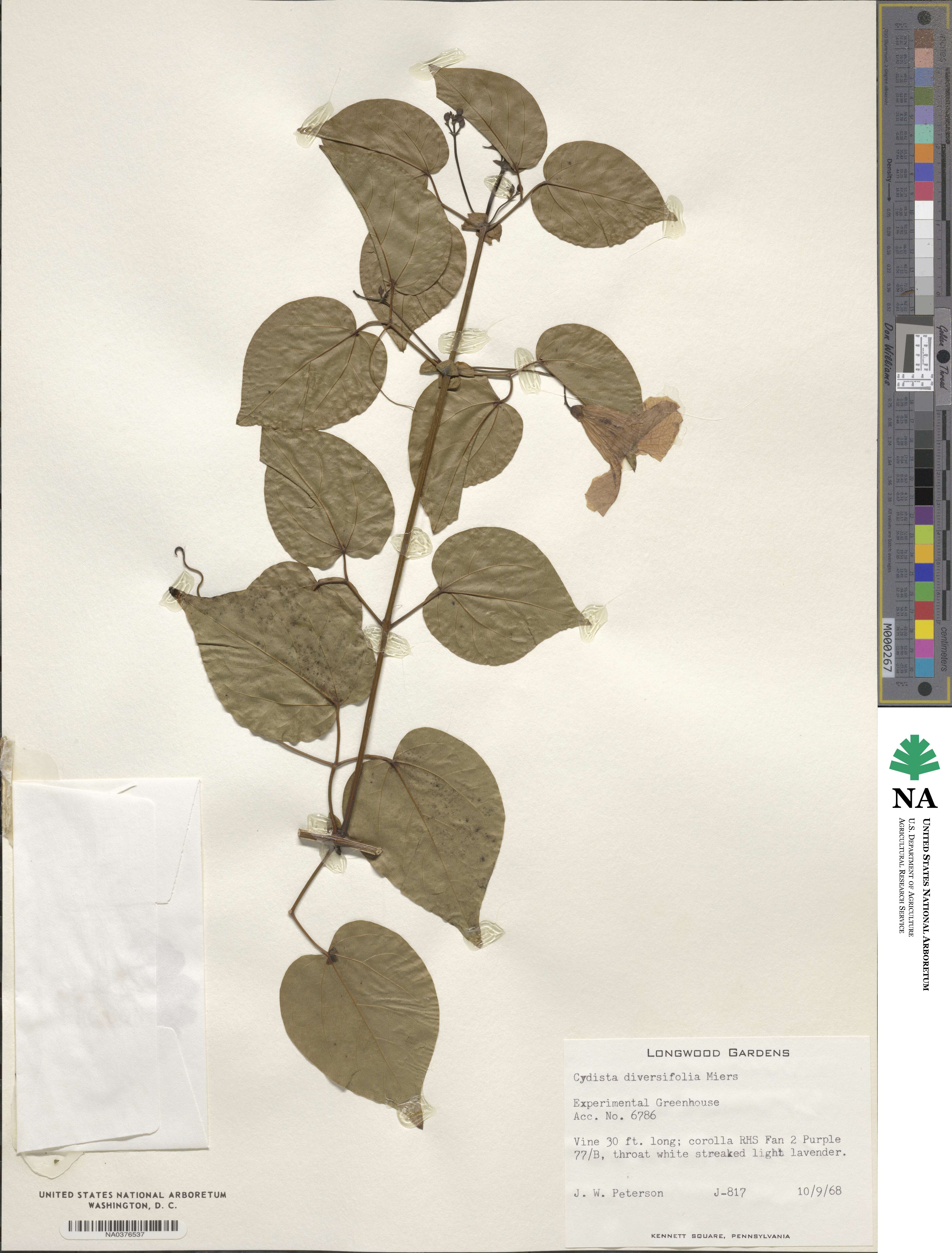 Bignonia diversifolia image