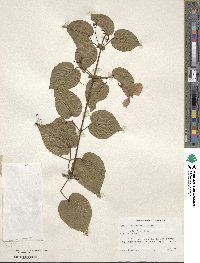 Bignonia diversifolia image