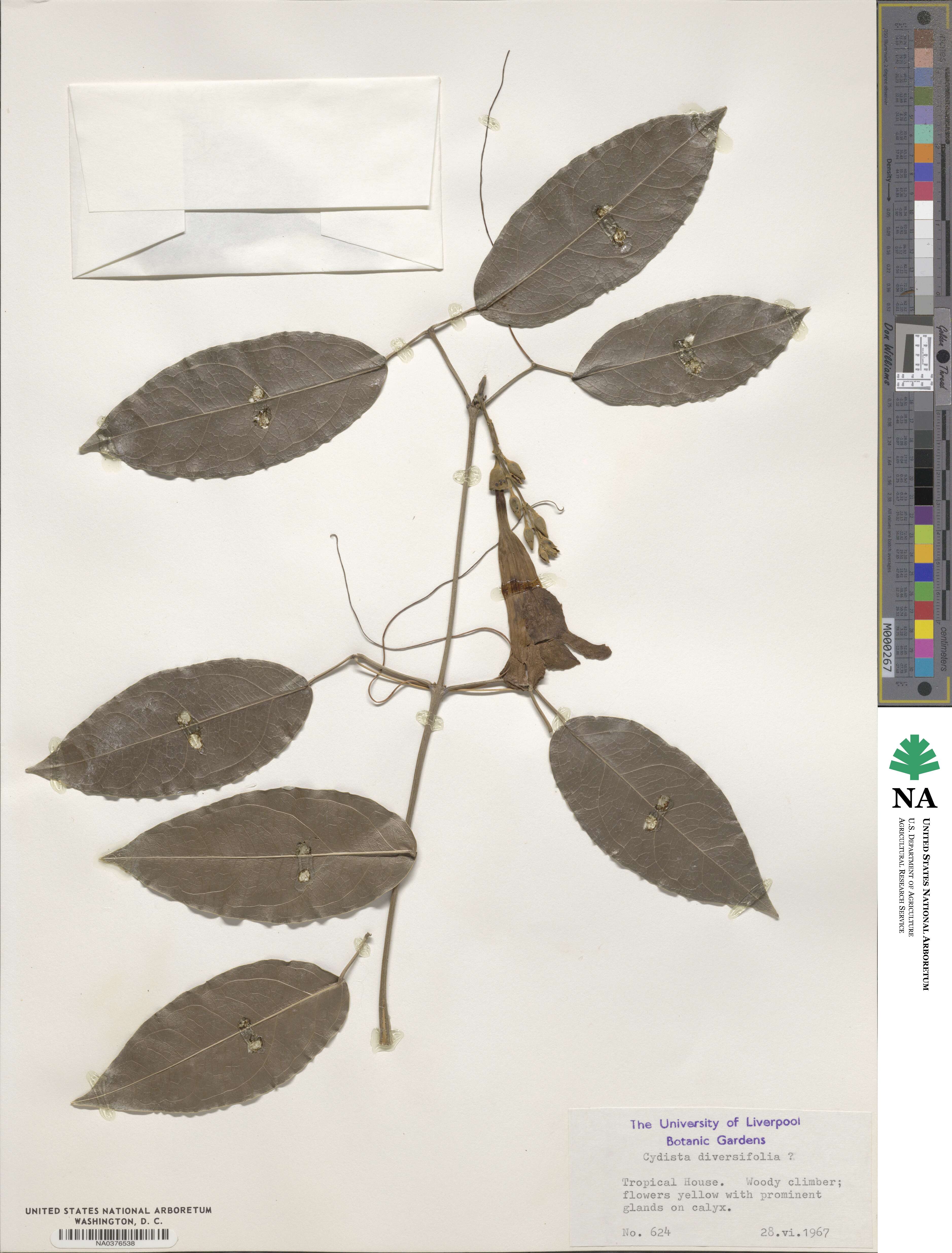 Bignonia diversifolia image